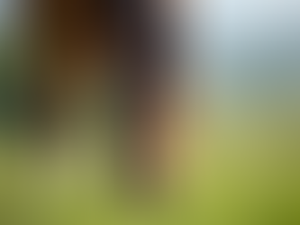 Folic Acid for Horses: Essential Insights for Optimal Equine Health