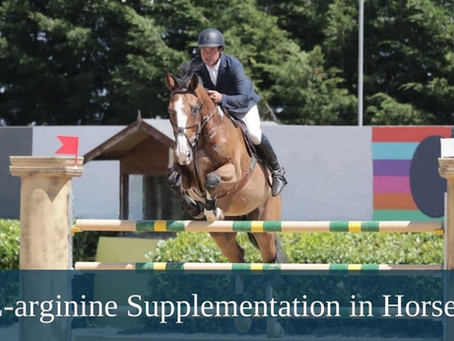 L-Arginine: "Reaching Peak Equine Performance from Track to Arena"