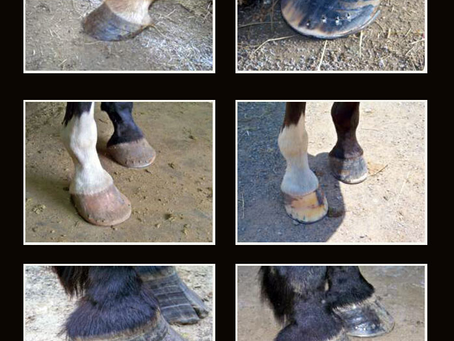 Horseshoeing Tip Of The Day