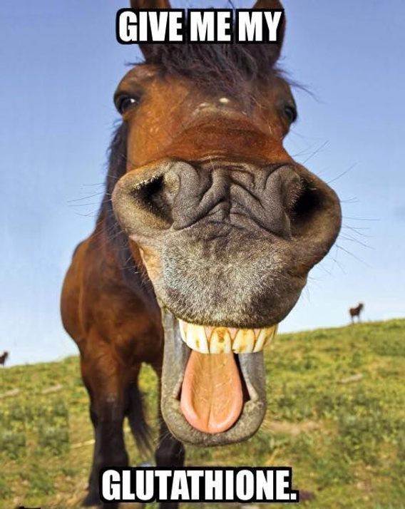 The Vital Role of Glutathione in Equine Health: Why Your Horse Needs It The Vital Role of Glutathione in Equine Health: Why Your Horse Needs It