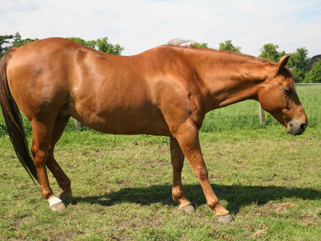 Tip Of The Day: Determining Lameness By The Stance Of The Horse ( Classical Front End Stances)