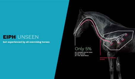 The Vital Role of Potassium and Magnesium Supplementation in Equine Health: Blood Pressure Maintenance and Pulmonary Bleeding Prevention