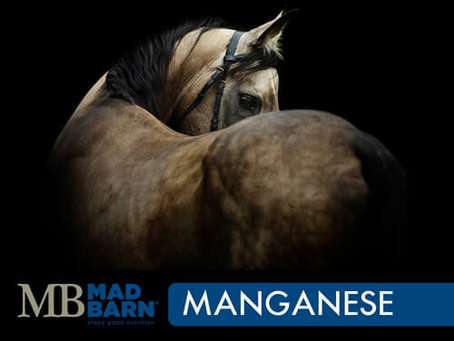 Strength from Within: Manganese Supplementation for Peak Equine Performance