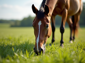 Supplementing Vitamin B12 Three Days in a Row in Horses for Peak Performance