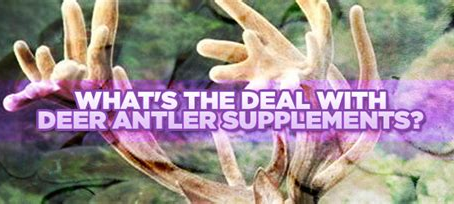 Unleashing the Power of Deer Antler Velvet Powder in Performance Horse Nutrition