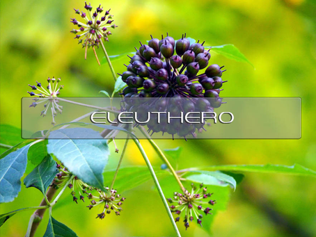 Stamina, Resilience, and Beyond: Unleashing the Performance Potential of Eleuthero