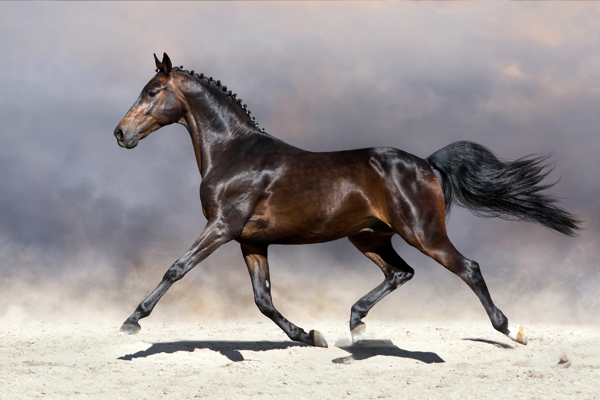 Unleash the power of horse energy - horse galloping in a field.