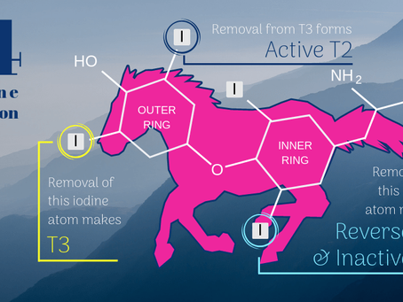 Equine Excellence: The Benefits and Considerations of Thyroxine Supplementation for Performance