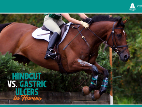 Horse Ulcers: Colonic (Hindgut) or Gastric?