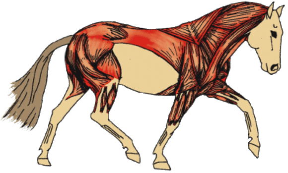 A horse in a relaxed environment