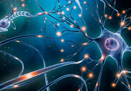 Unleashing the Power of Citicoline in Performance Horses