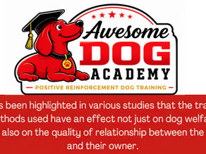 Why Positive Reinforcement Matters for Your Dog’s Well-Being
