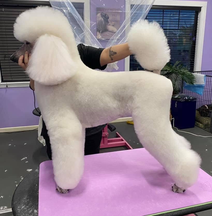 Master Groom 2021 Online Competition_1st Place