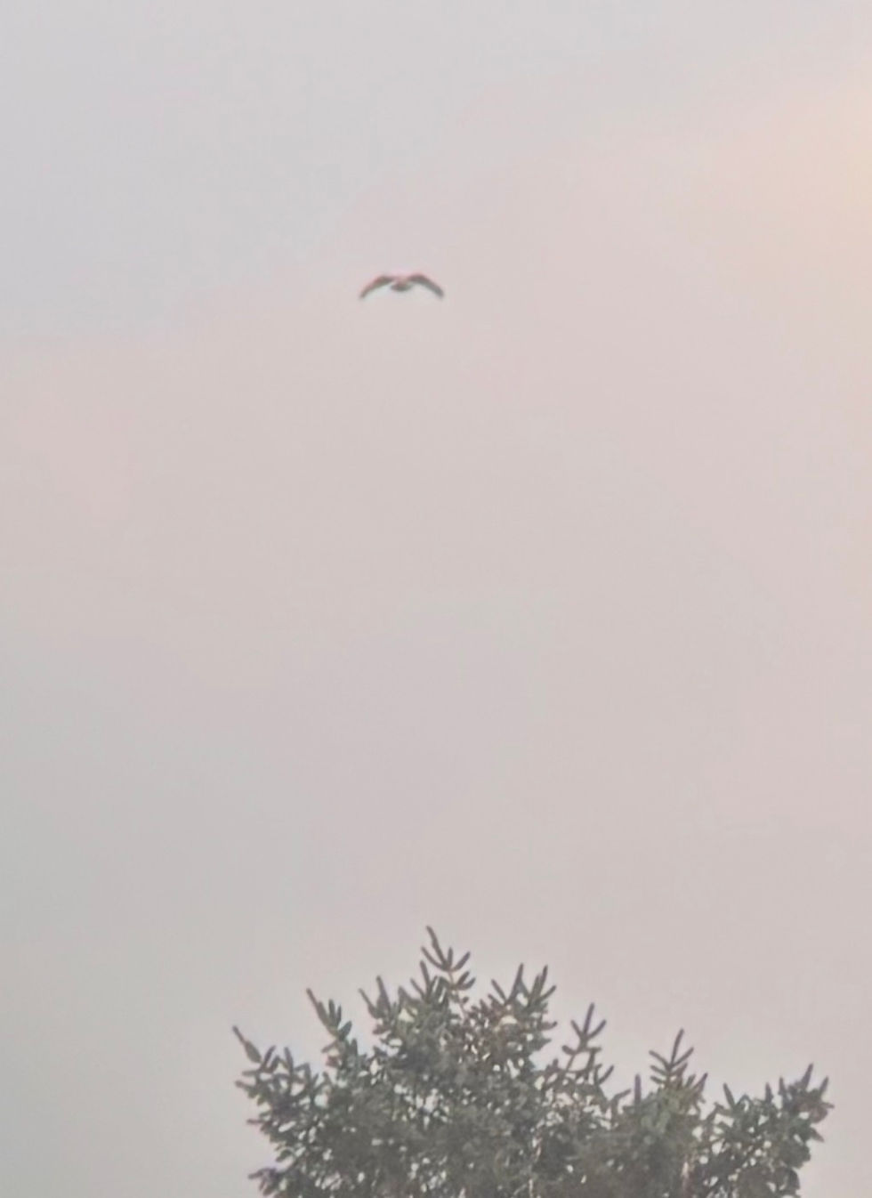 Initial view. Not much detail, but that shape is a giveaway! Game on...