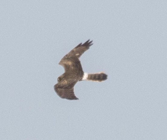 Winterton/Horsey Montagu's. Note mark in right upperwing