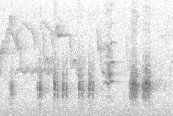 The vertical bars, thicker at the base, are the guttural croaks typical of the species, here given in pairs, sounding quite frog-like