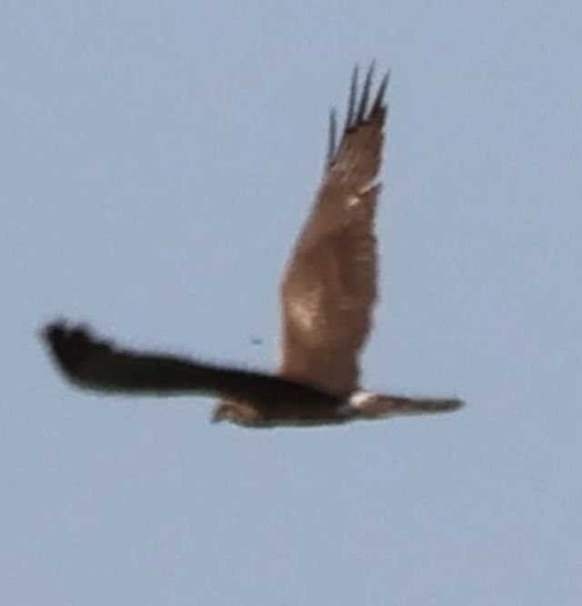 Walsey Montagu's, note mark in right upperwing