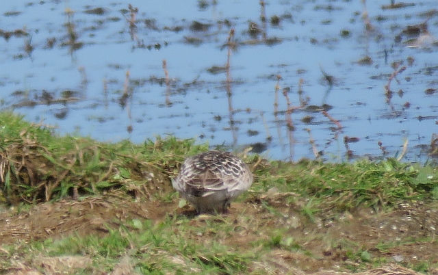 Note the "flattened oval" of the body. Nothing else quite like it!