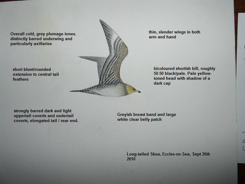 A superb pale phase bird from 2010 that flew behind us and inland over Andy's garden one morning.