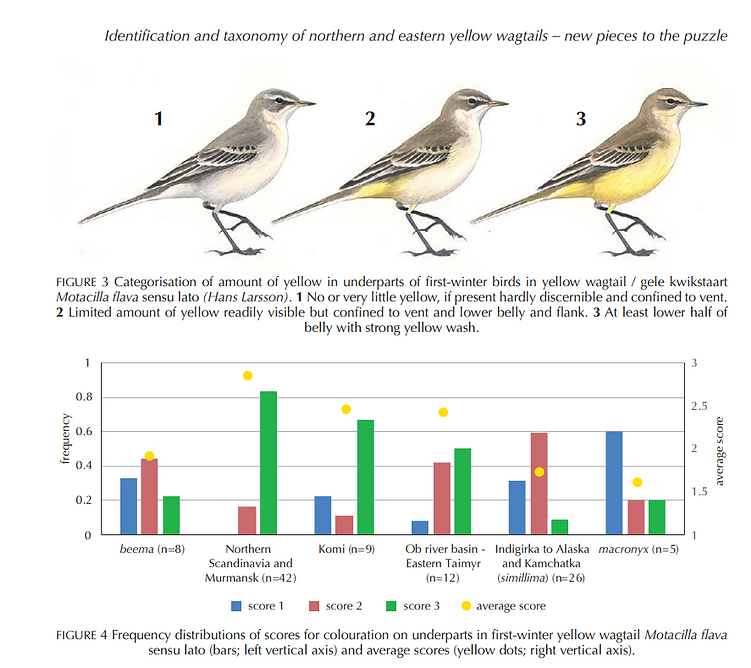 Wagtails.png