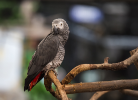 Piper the Parrot on Perch