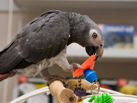 🦜Introducing . . . Me! Piper – Ella Strawberry’s Feathered Sidekick