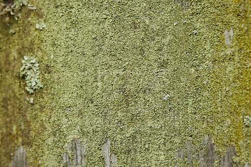 Soft moss texture representing the calming, restorative feel of Swedish massage at Shire Wellness in Edgewater, NJ.