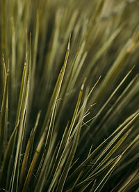 Close-up of tall green reeds for stretching and mobility.