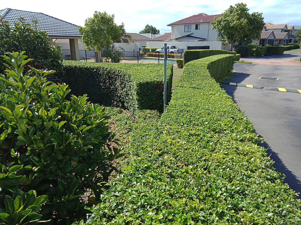 Townhouse Complex Gardens