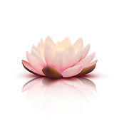 pink- lotus - flower