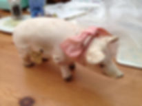 pig after.jpeg
