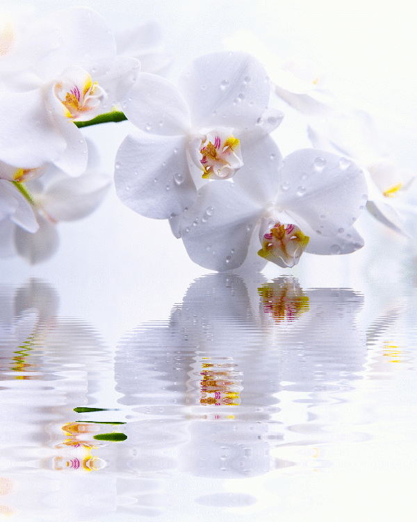 orchid-flower-animated-gif-8.gif