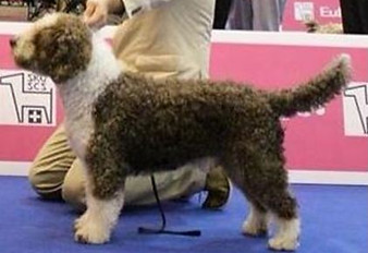 Spanish Water Dog preferred tail