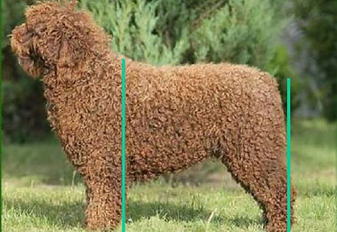 Spanish Water Dog Correct Hindquarters