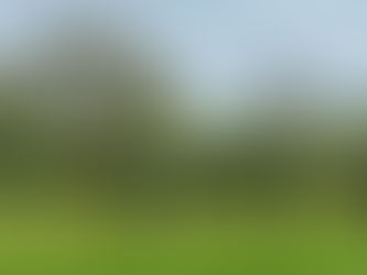 SWD Club Gundog Training 6 November 2022