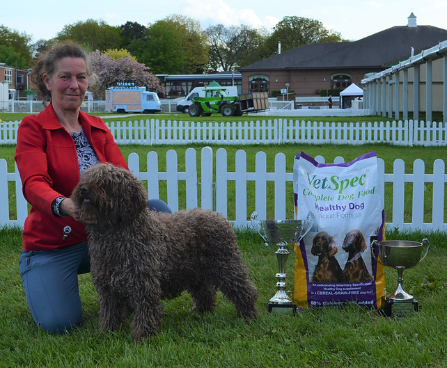 SWDC Open Show 2023 Best in Show - Pabiaga Kemina