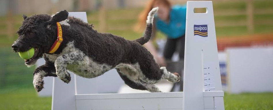 Spanish Water Dog competing in Flyball