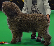 Spanish Water Dog