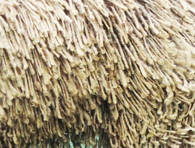 Coat 10 blunt.JPG