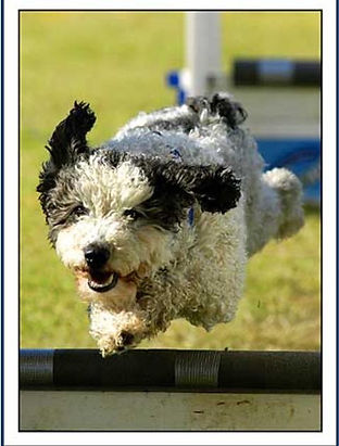 Bonita, one of the UK's first Spanish Water Dogs to compete in flyball