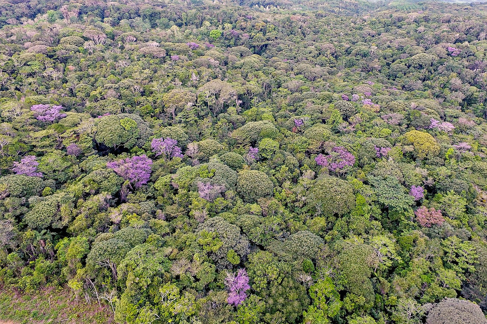 Vista aérea de área preservada de Mata Atlântica na Reserva Espinita, em Igrapiúna