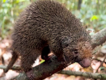 Espécie ameaçada é reintroduzida em reserva ambiental na Bahia