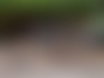 Secretaria de Proteção animal instala contenção para preservar colônia de gatos durante réveillon gospel em Salvador