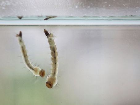 Índice expressivo da dengue no Brasil deixa população em alerta