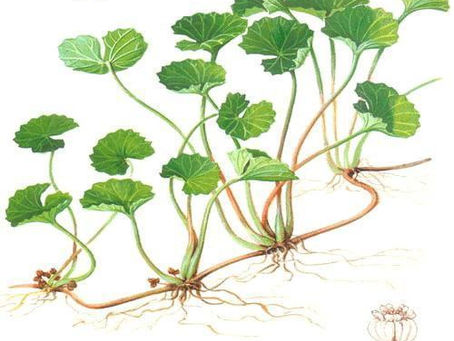 The Best Herb for a "Tired but Wired" Overwhelmed Nervous System