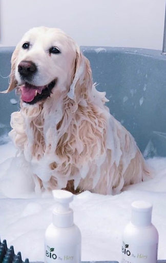 le toilettage canin