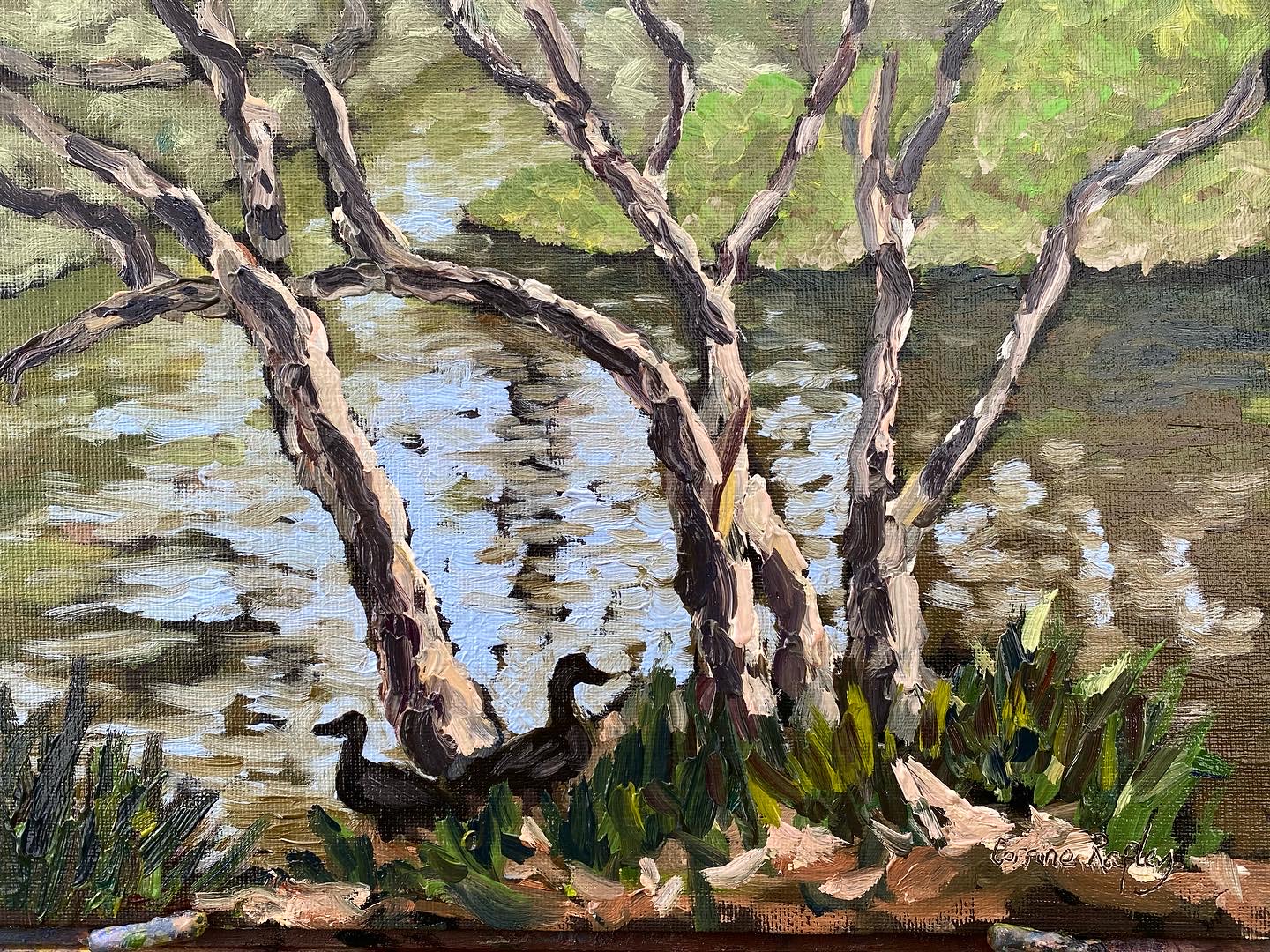 Murray River Ducks