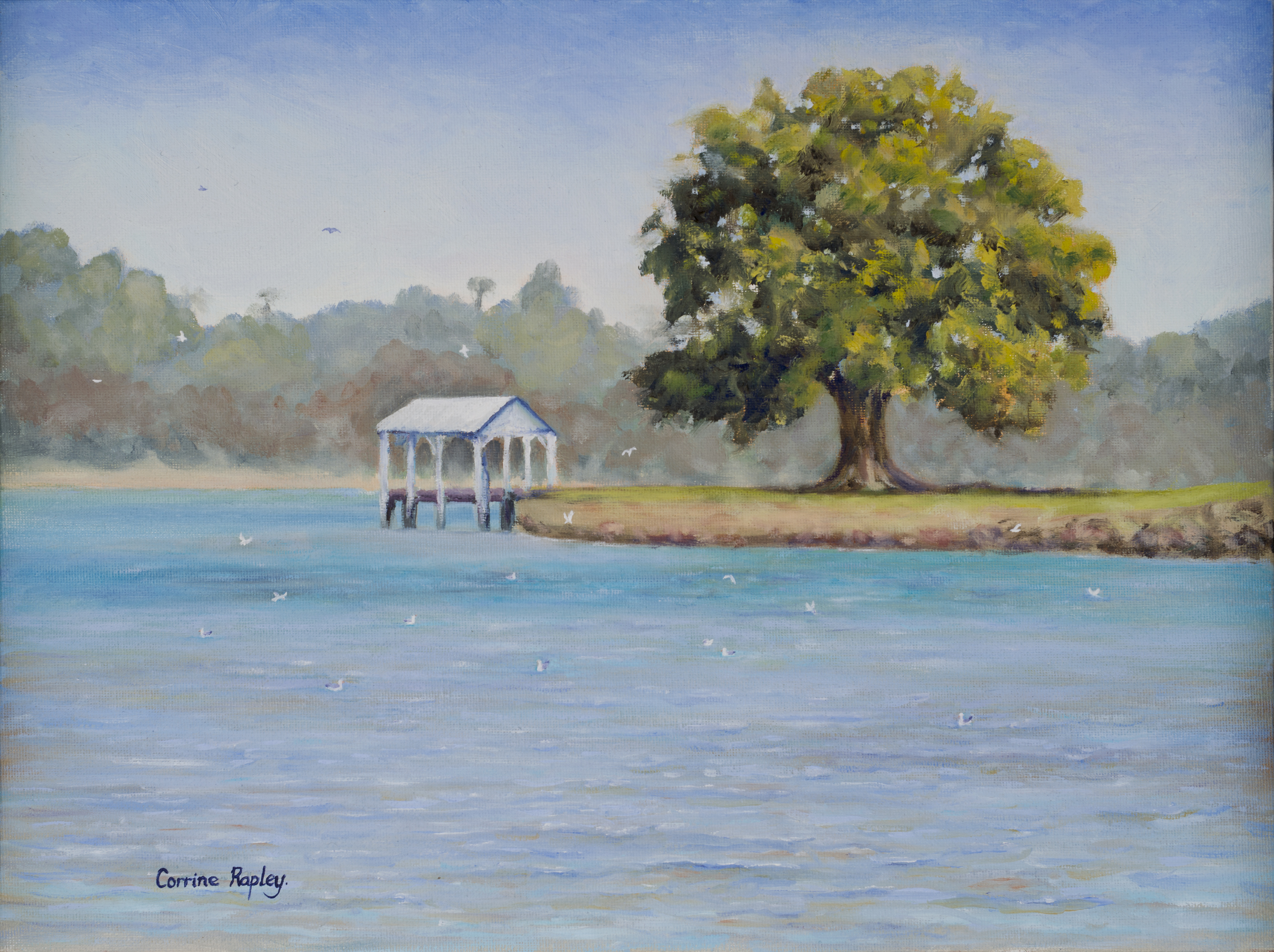 Old Fig Tree, Mandjar Bay
