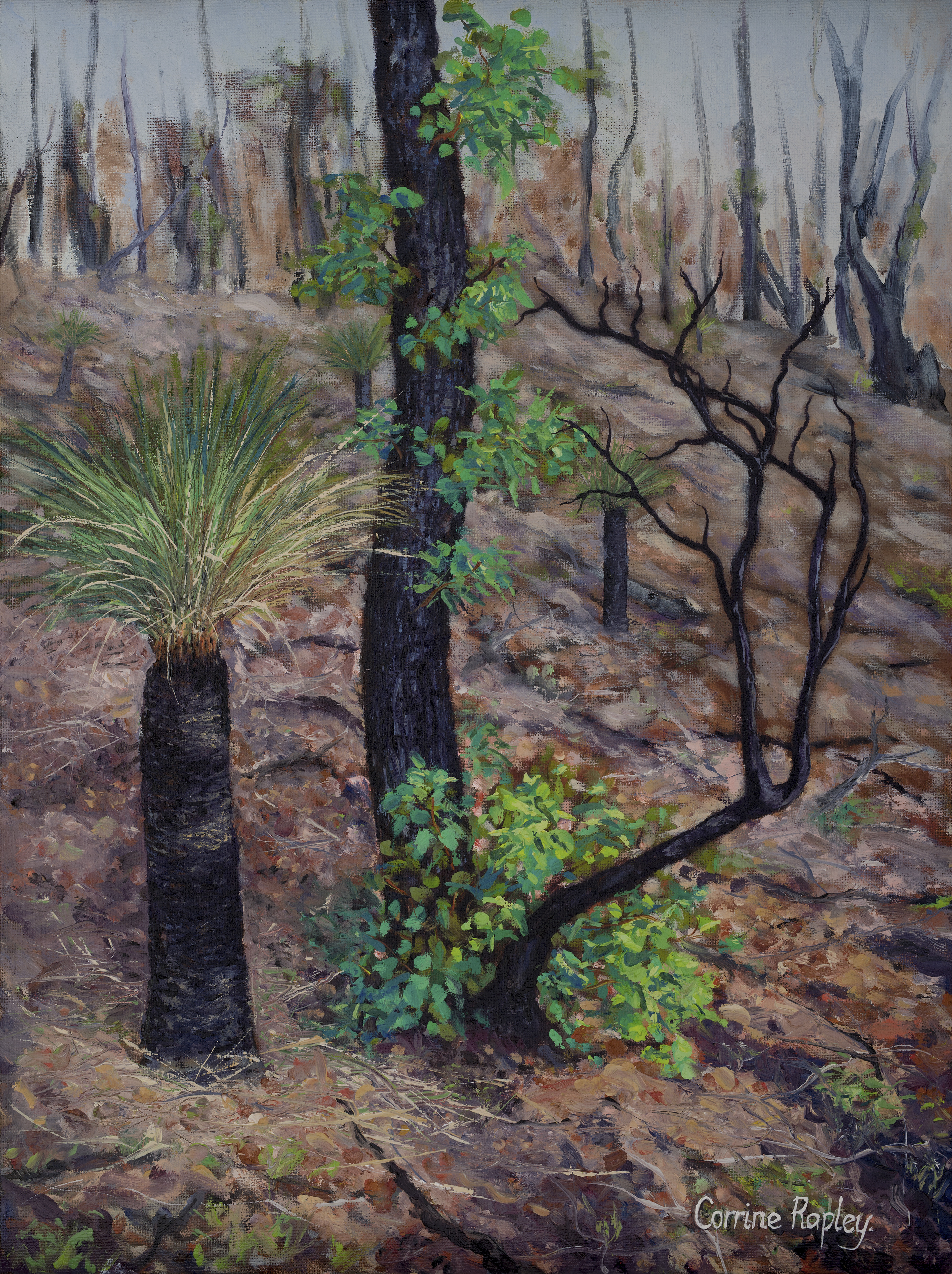 SOLD - Regrowth