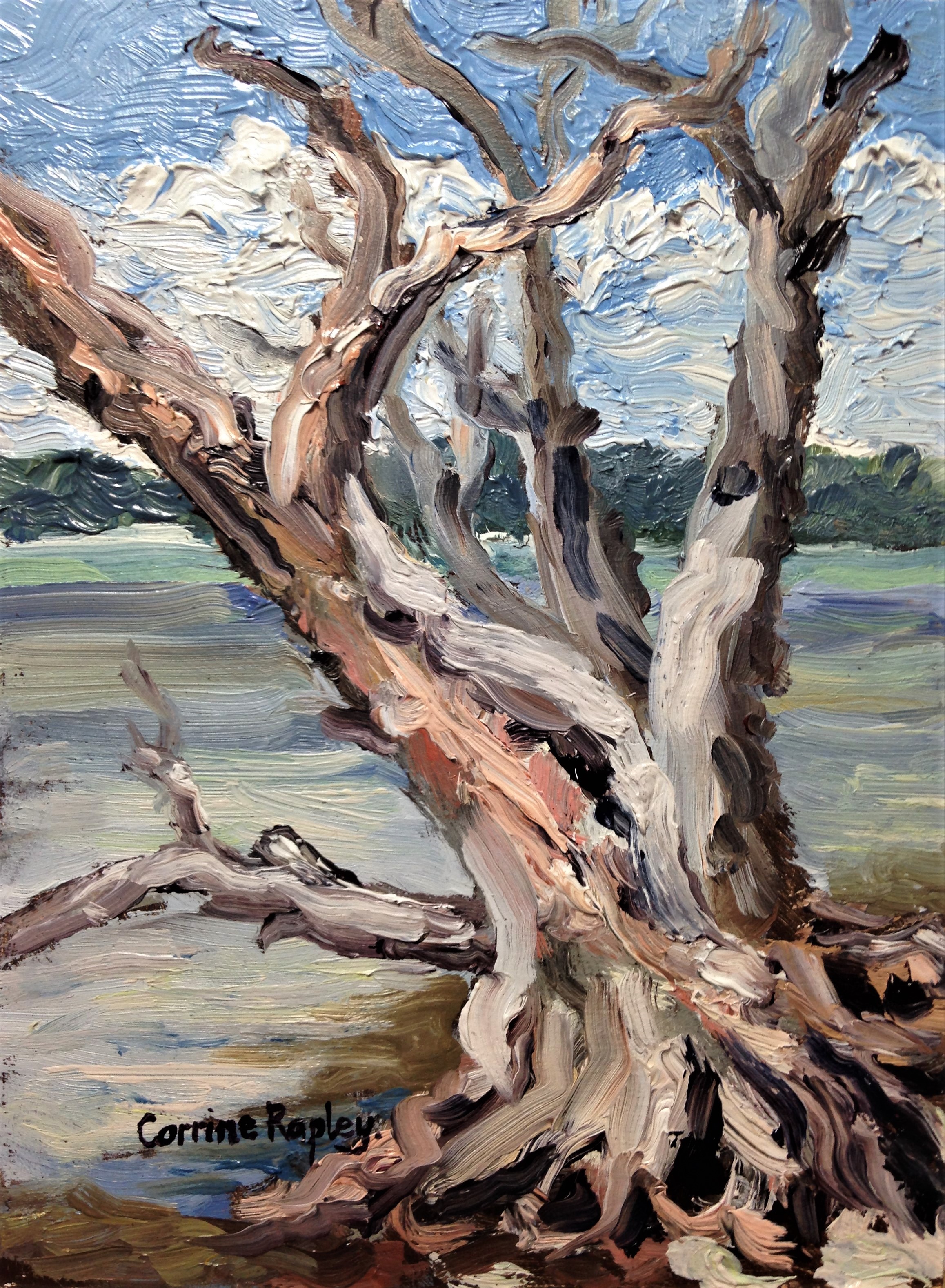 Study of an Estuary Tree Skeleton